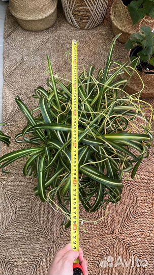 Хлорофитум бонни