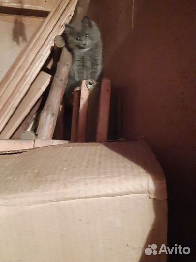 Воспитанные Котята Мышеловы :)