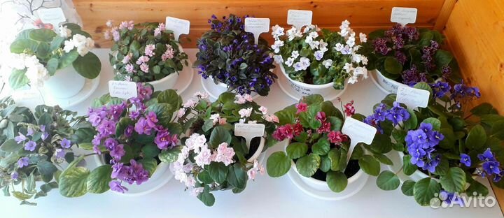 Фиалки-трейлеры листы, пасынки и верхушки