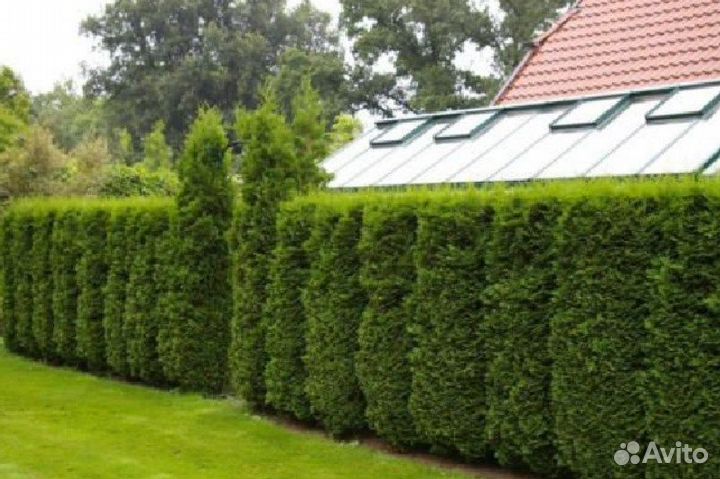 Туя для изгороди / восточная