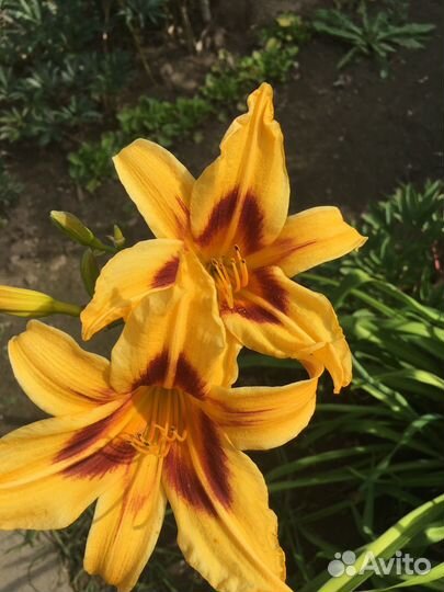 Лилейники многолетники