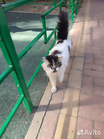 Кот Тишка в добрые руки
