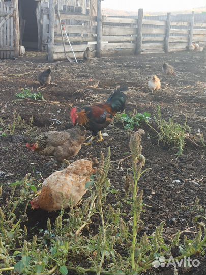 Куры несушки