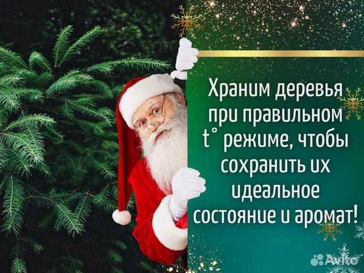 Пихта Фразера Живые елки оптом Новогодняя