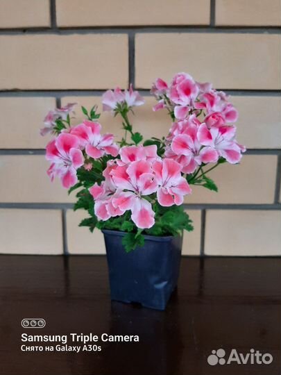 Пеларгония герань сортовая