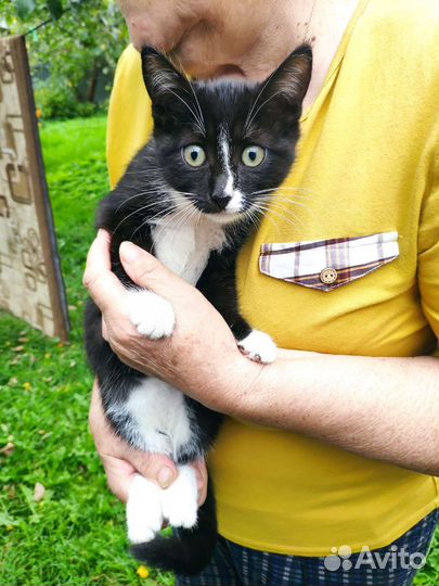 Котики в добрые руки бесплатно