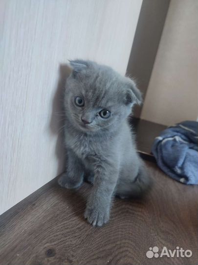 Шотландский вислоухий кот