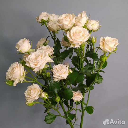 Роза кустовая в наличии