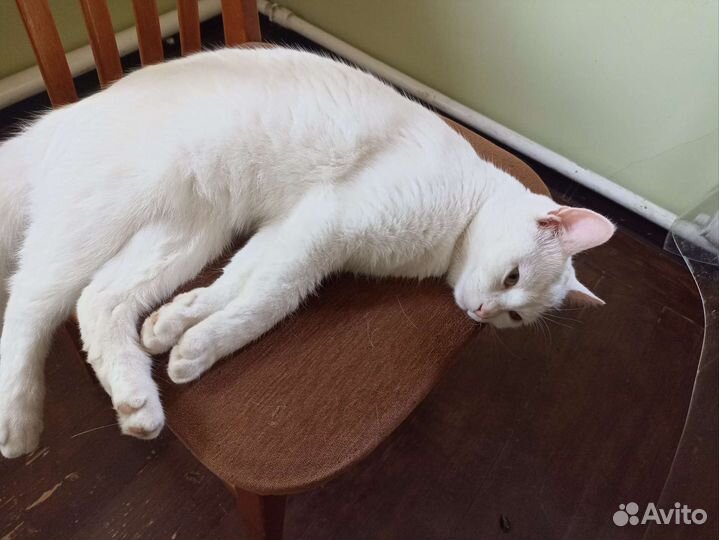 Белая кошка