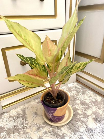 Аглаонема lucky