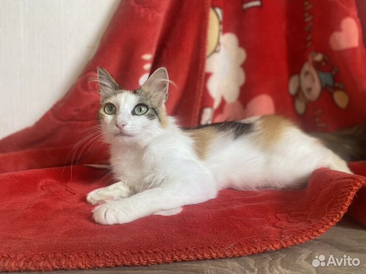 Трёхцветная кошечка Пушинка