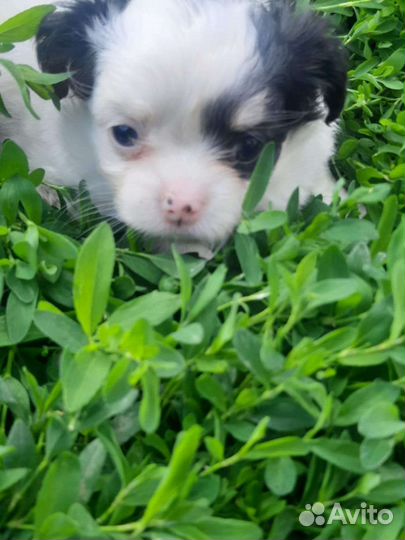 Чишки малышки