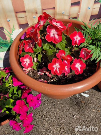 Бальзамин(ванька мокрый)