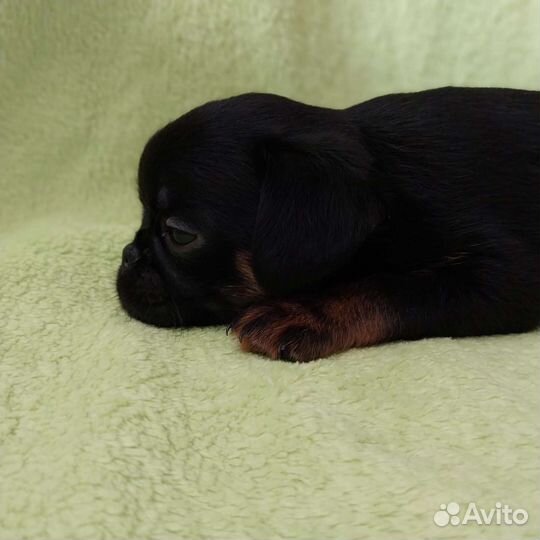 Пти брабансон