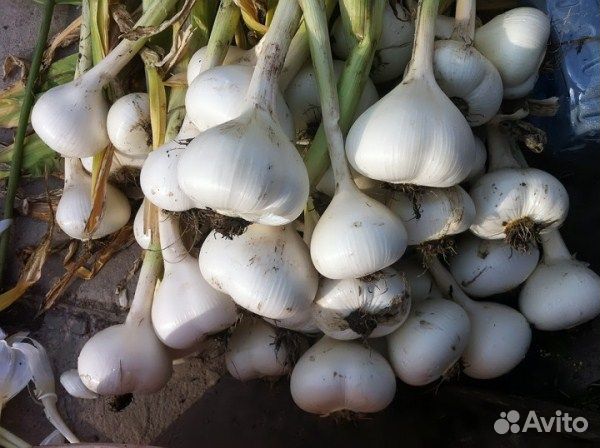 Афлатунский лук