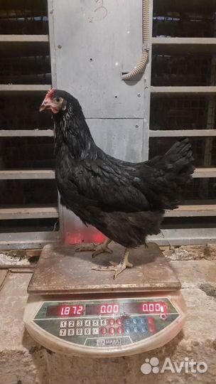 Куры молодки несушки