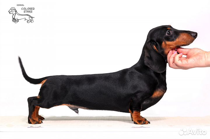 Щенки таксы,мини-кроличьи,классика,п-к