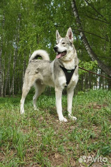 Грей ищет дом