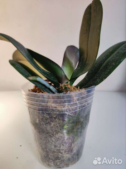 Орхидея фаленопсис P.Mandala 3.5