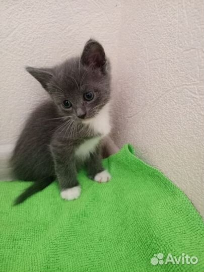 Котята в добрые руки бесплатно