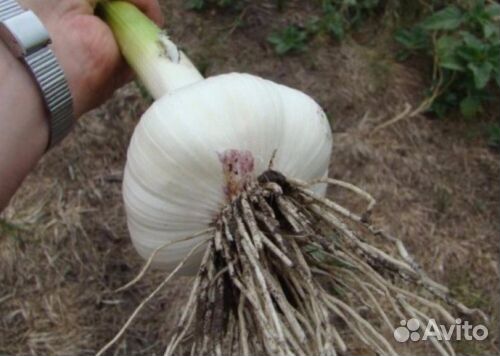 Продам чеснок