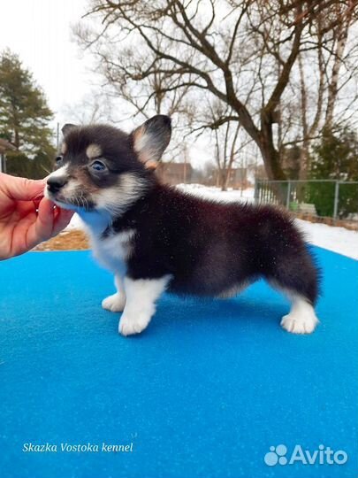 Вельш-корги пемброк