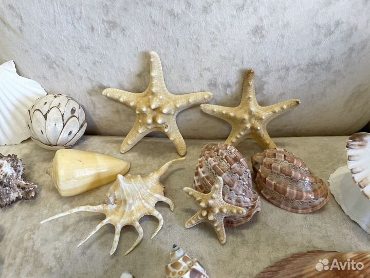 Ракушки натуральные морские