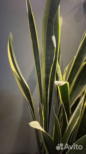 Сансевиерия