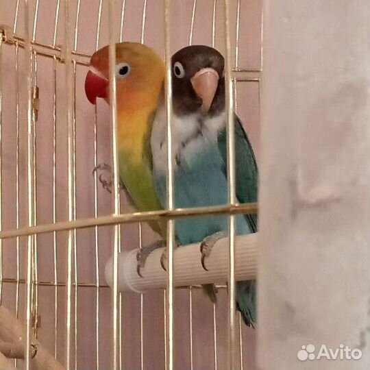 Обмен или продажа попугаев