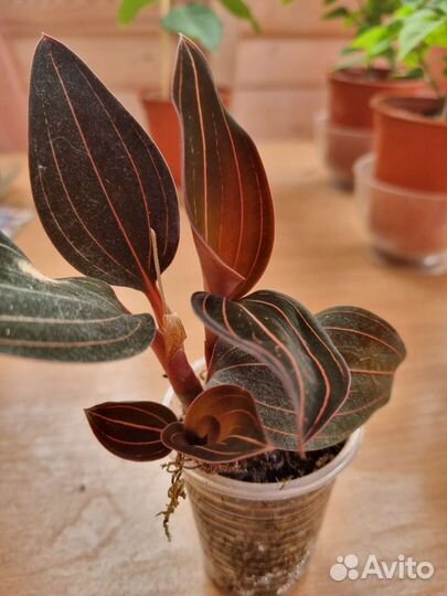 Орхидея лудизия драгоценная