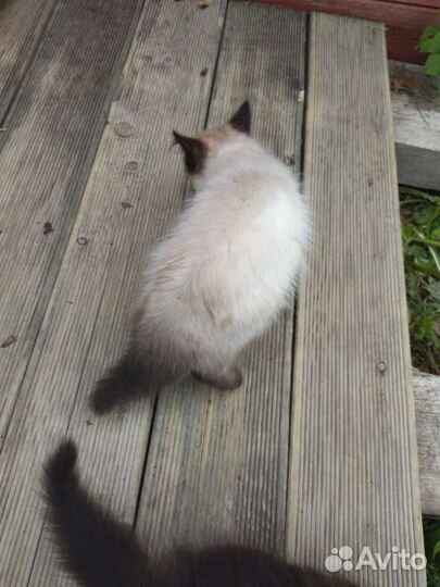 Котята в добрые руки даром