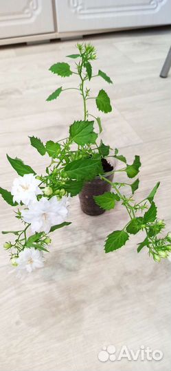 Кампанула Невеста