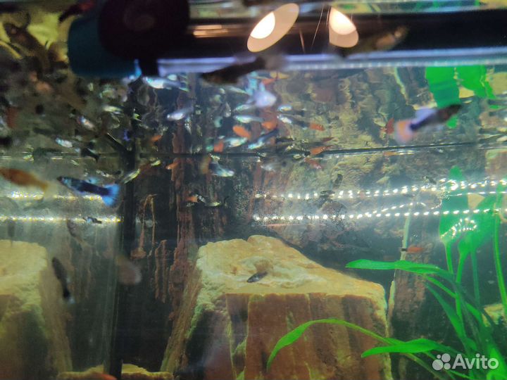 Аквариумные рыбки домашние