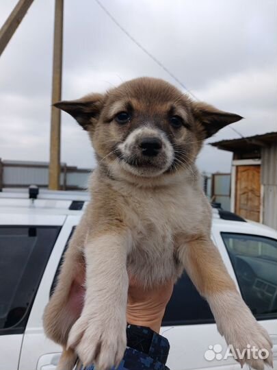 Девочка Аля