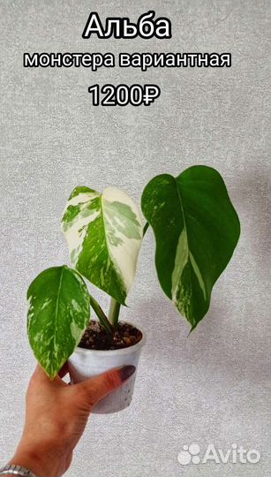 Монстера вариегатная alba