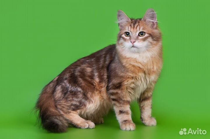 Сибирские котята из питомника