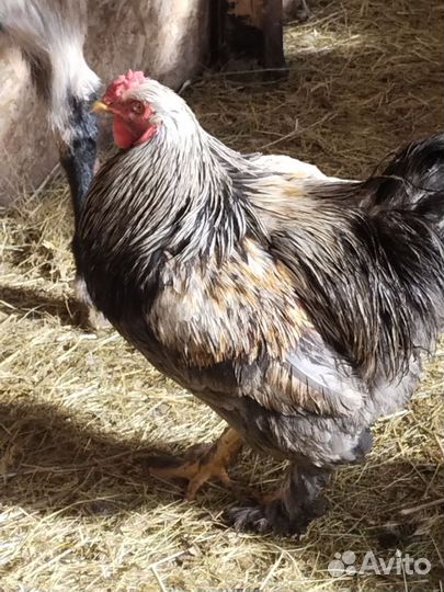 Обмен.Вьетнамские свиньи,кролики,петухи