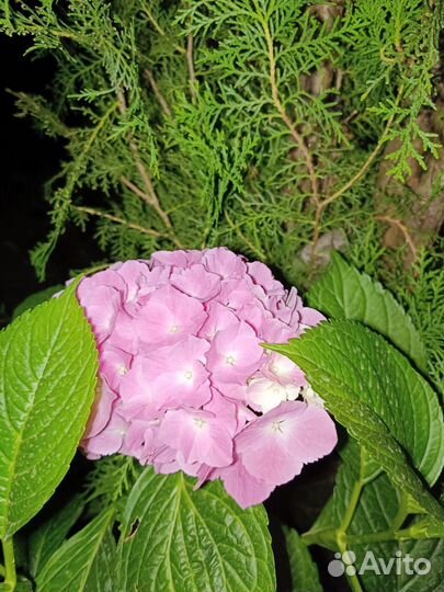Гортензия крупнолистная 