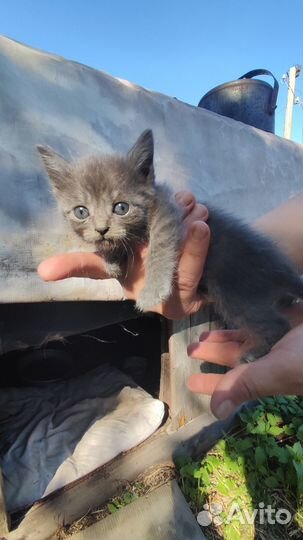 Отдам котят в добрые руки