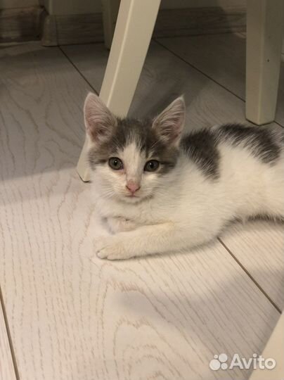 Котенок девочка