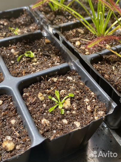 Венерина мухоловка