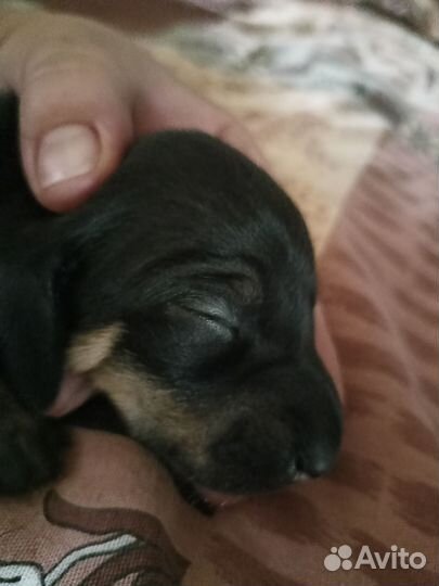 Щенки карликовой, гладкошерстной таксы