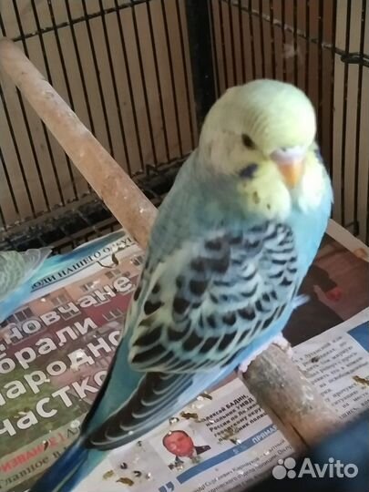 Волнистые попугаи радужные, спенглы, опалины