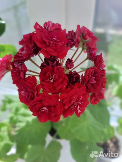 Пеларгония герань