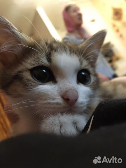 Котята в добрые руки (поселок Роза)