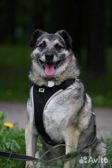 Собака в добрые руки