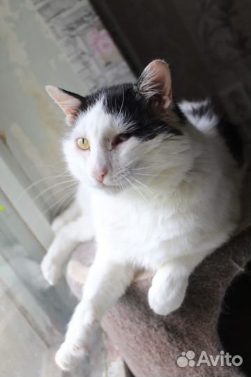 Черно-белый кот