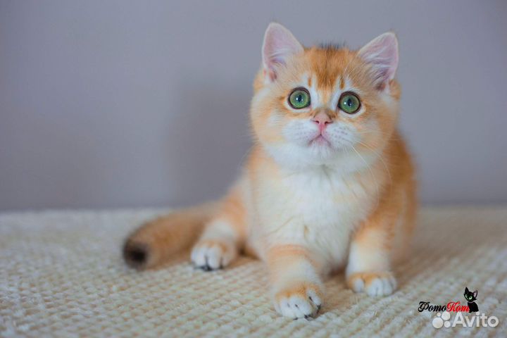 Британский мальчишка