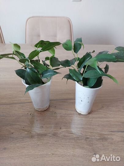 Фикус бенджамина