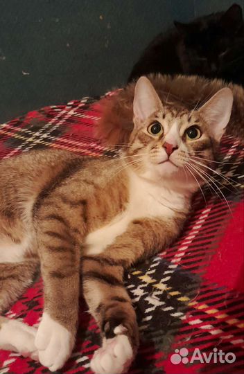 Молодой ласковый котик 10 месяцев